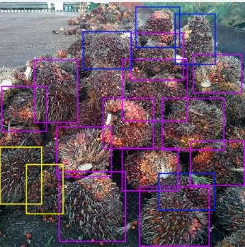 Pile of fresh fruit bunches with coloured detection boxes drawn by semaiALESIA