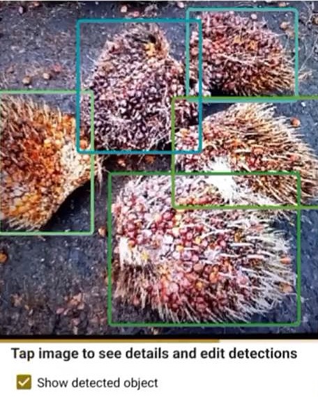 semaiALESIA app screen: fresh fruit bunches with detection boxes, above the note 'Tap image to see details and edit detections'