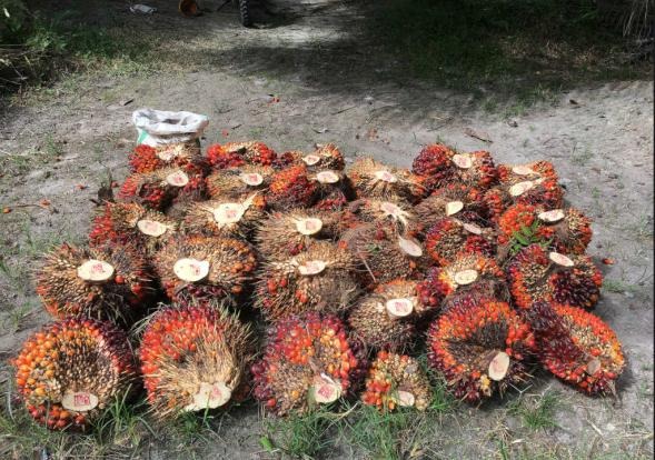 Harvested fresh fruit bunches laid out on the ground at a collection point (TPH)
